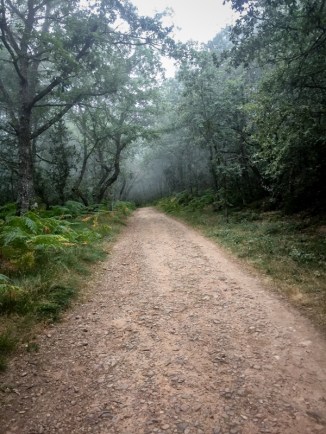 Misty forest walking the Camino de Santiago Villafranca Montes de Oca to Atapuerca on eatlivetravelwrite.com